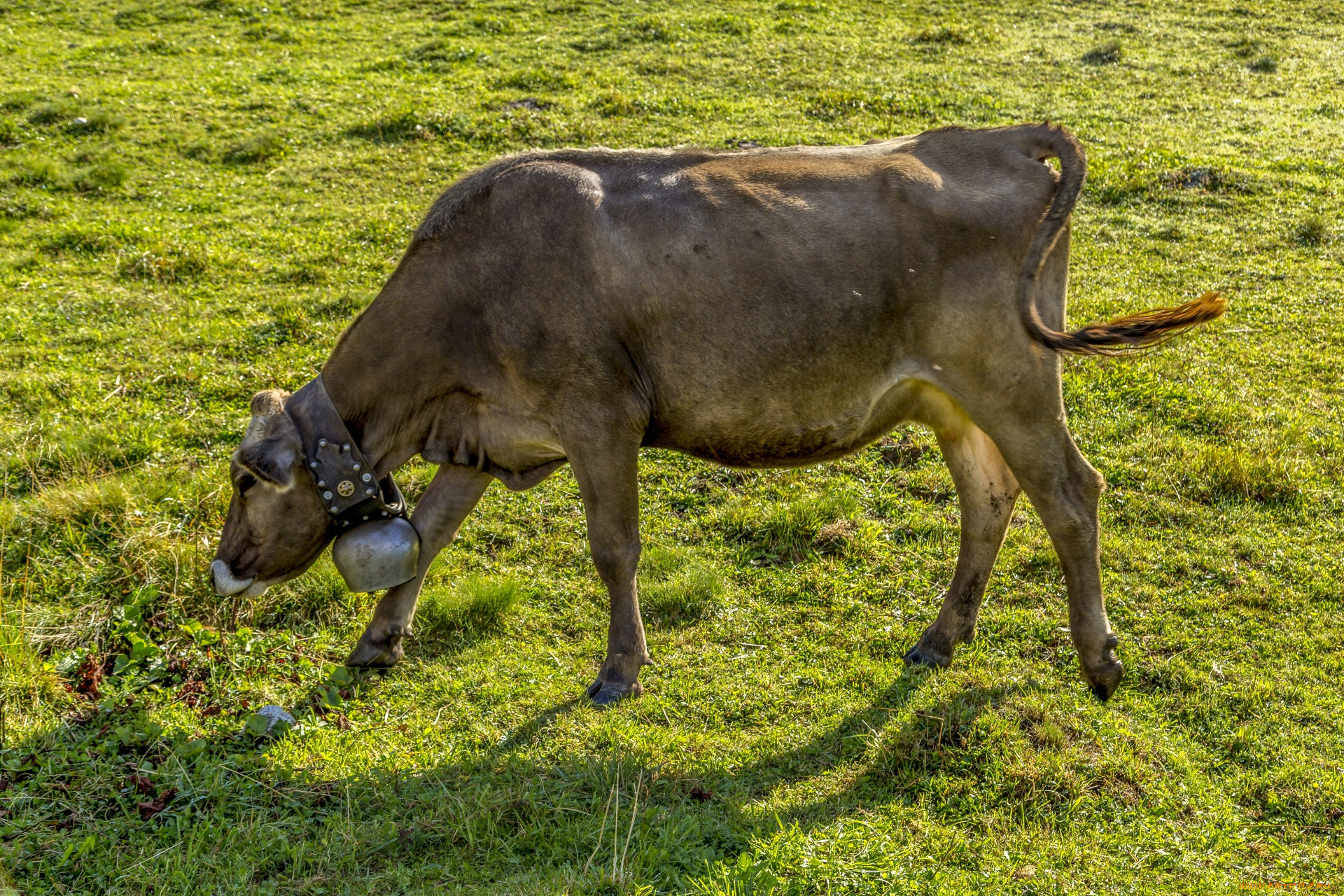 , ,  , alpine, milk, cow